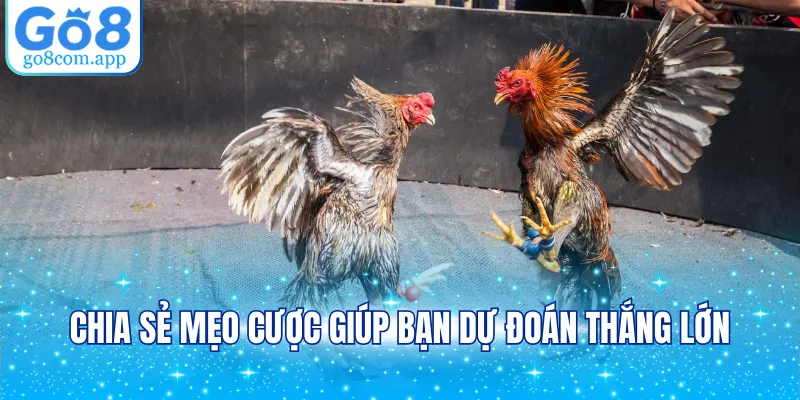 Chia sẻ mẹo cược giúp bạn dự đoán thắng lớn