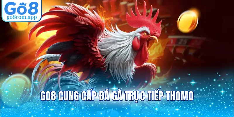 GO8 cung cấp đá gà trực tiếp Thomo