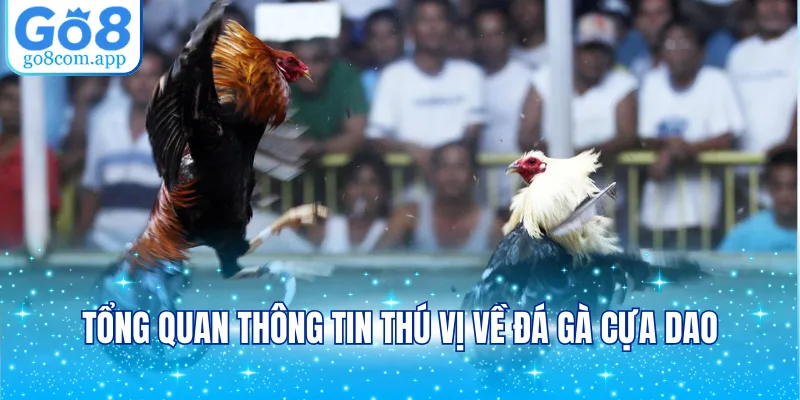 Tổng quan thông tin thú vị về đá gà cựa dao